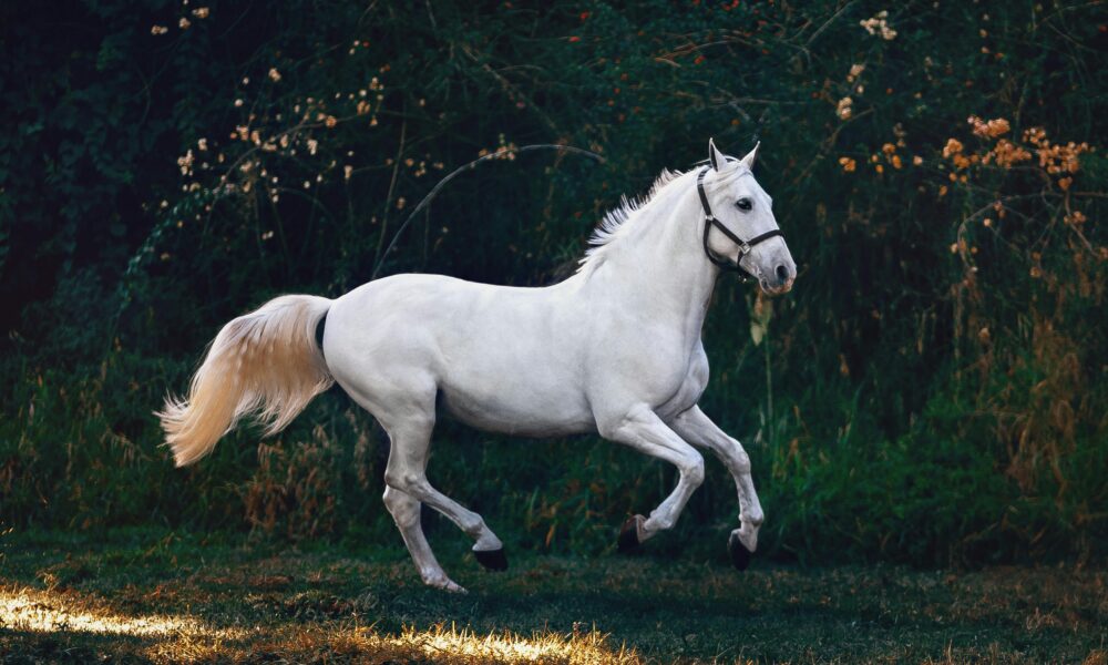 Horse Purchase And Sale Agreement