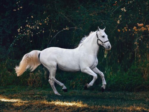Horse Purchase And Sale Agreement